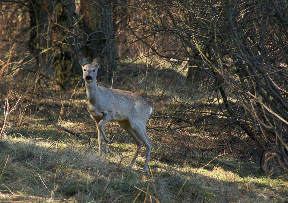 Sarna, okolice Wodowic