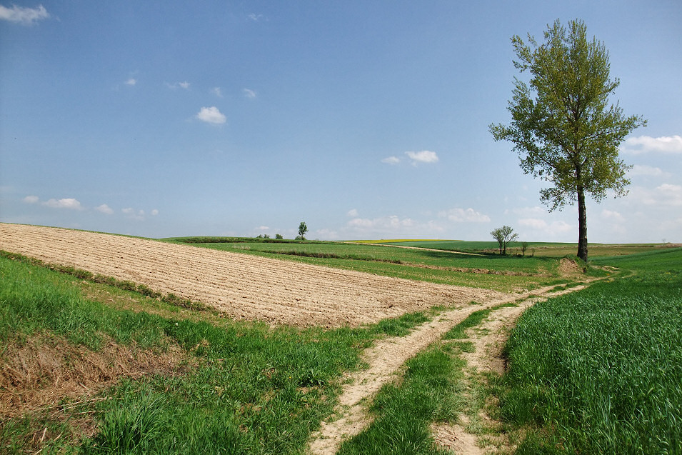 Okolice Tomiszowic, Prg Lelowski