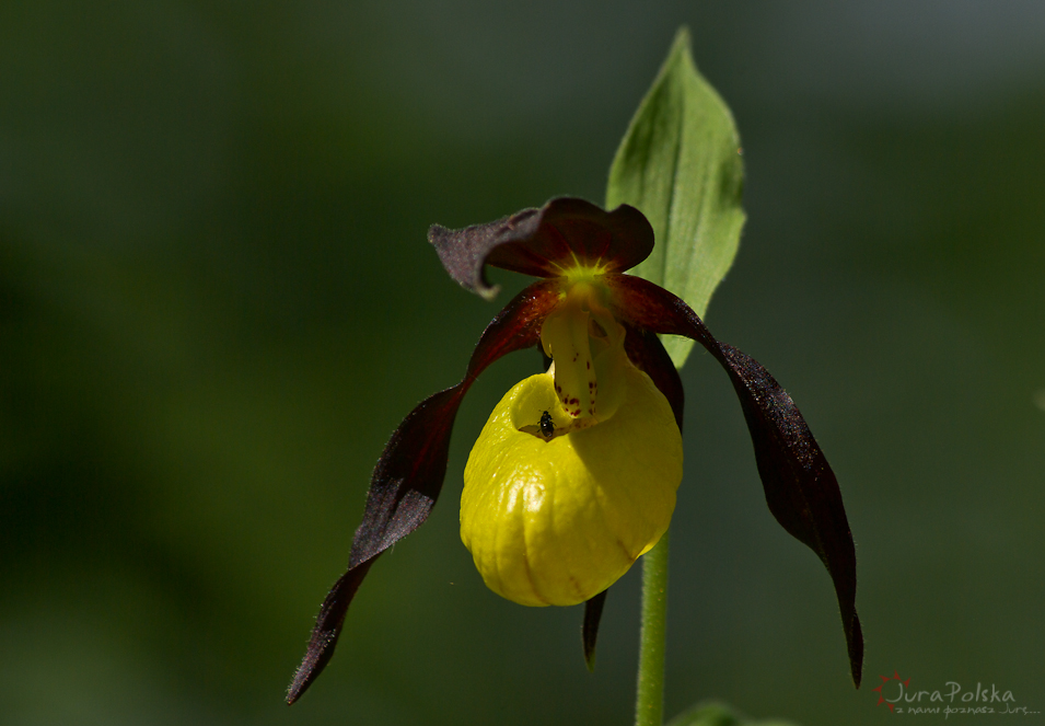 Obuwik pospolity, Wyyna Czstochowska, Obszar Natura 2000 ostoja PLH240034