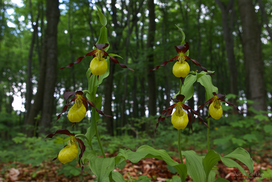 Obuwik pospolity, Wyyna Czstochowska, Obszar Natura 2000 ostoja PLH240034