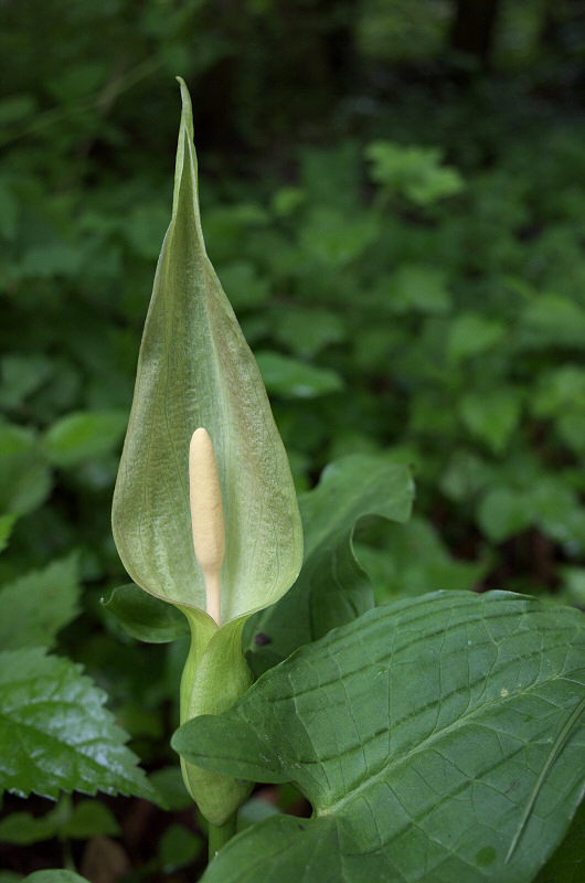 Obrazki alpejskie, Dolina Sspowska, OPN