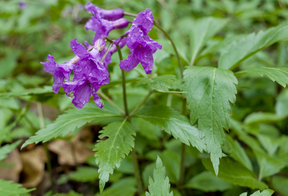 ywiec gruczoowaty, Ojcowski Park Narodowy