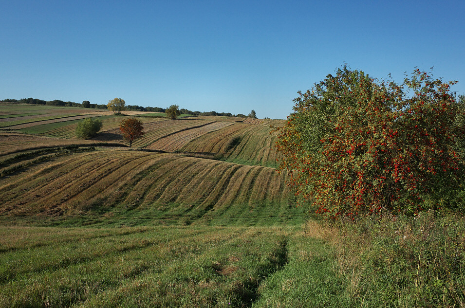 Okolice Tomiszowic