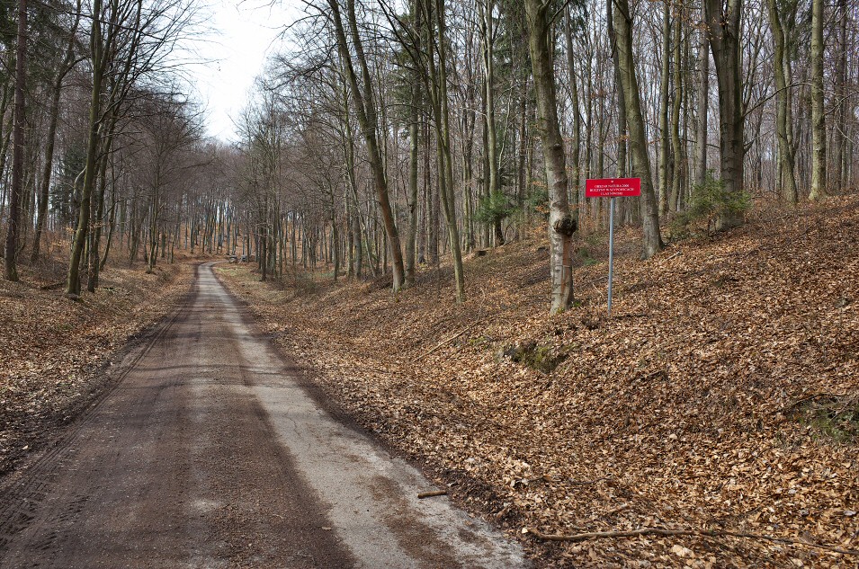 Buczyna w Szypowicach
