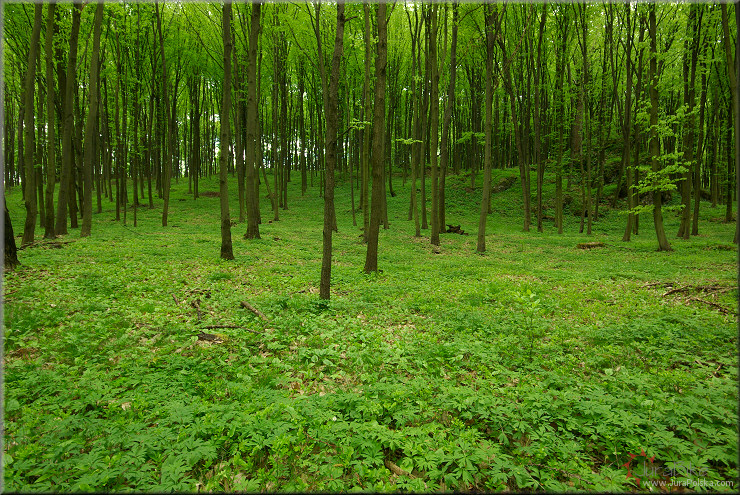 Las bukowy wiosn, Dolina Wiercicy