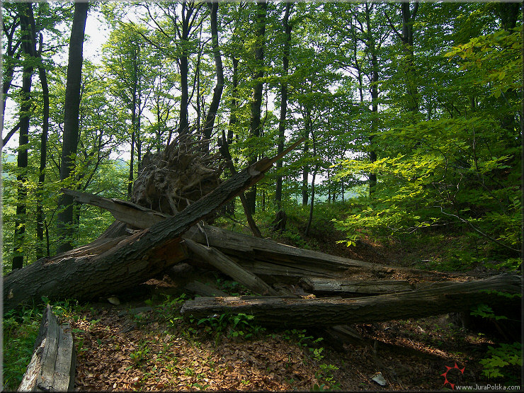 Grodzisko Way, Dolina Wiercicy