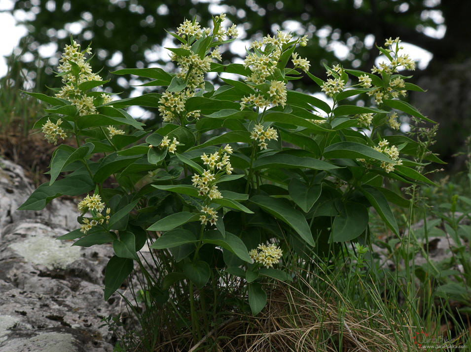 Ciemiyk biaokwiatowy, Skaki Rzdkowickie