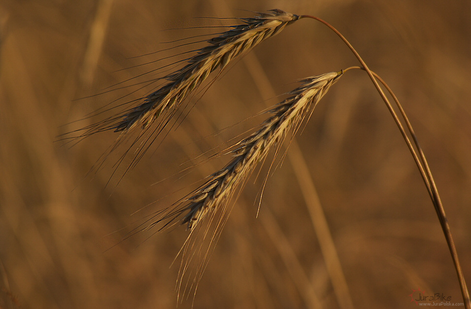 Przed niwami, okolice Wodowic