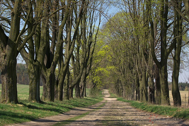 Aleja Klonowa, Zoty Potok, kwiecie 2010r.