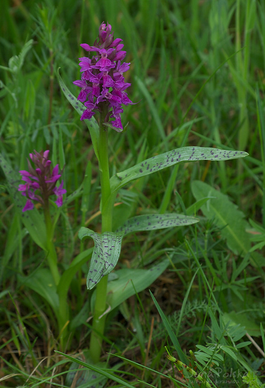 Storczyk (Orchis majalis???), Okolice Wodowic