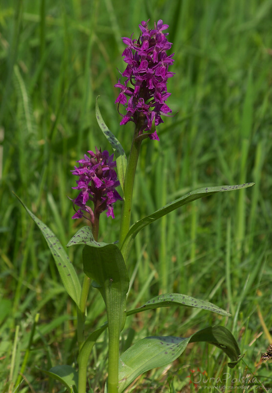 Storczyk (Orchis majalis???), Okolice Wodowic