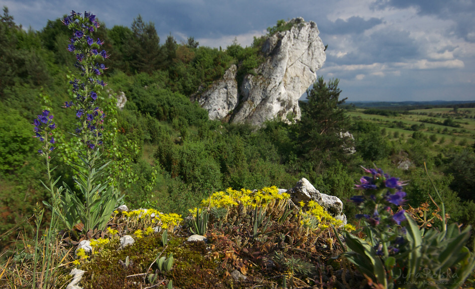 Skaki Rzdkowickie