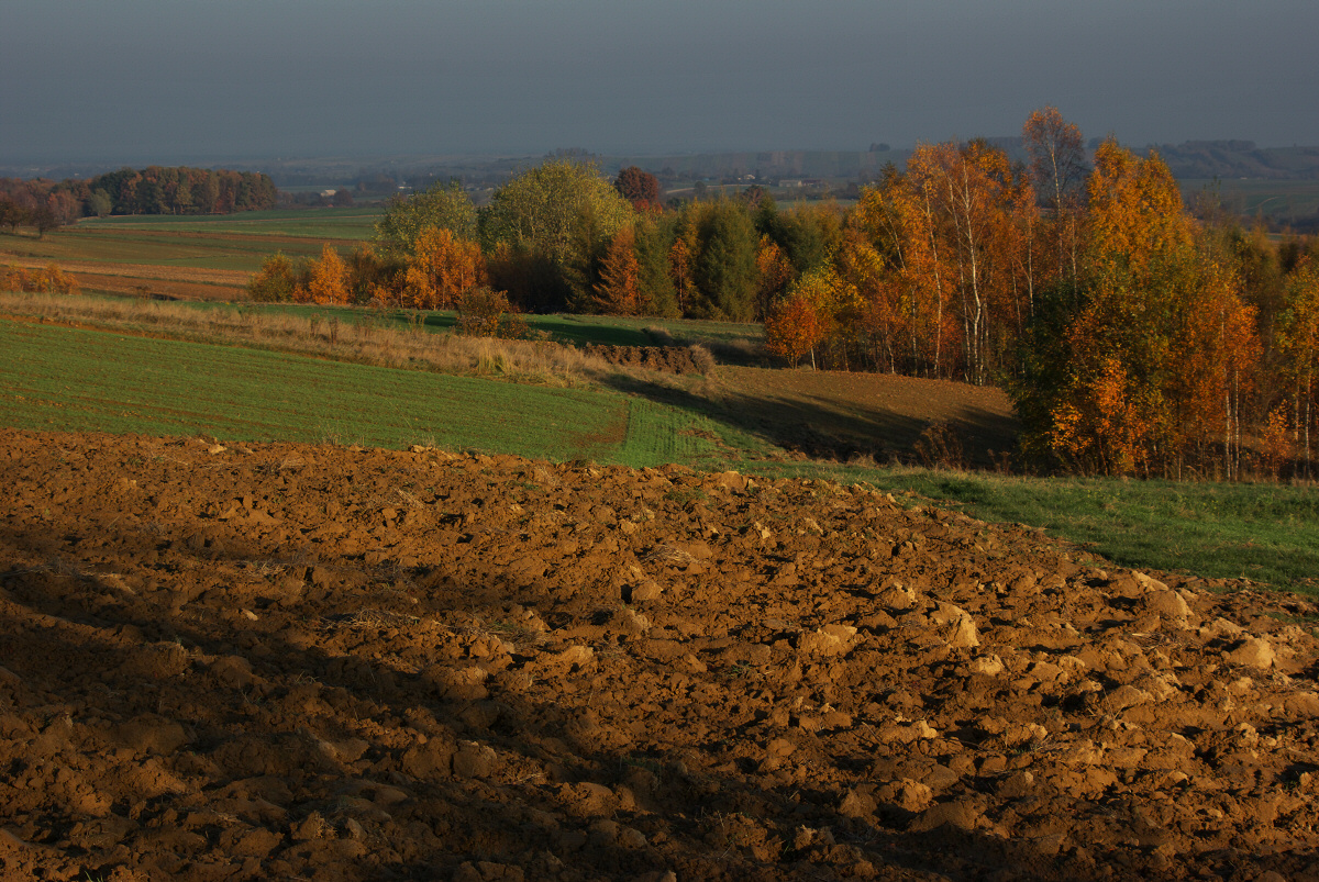 Tomiszowice