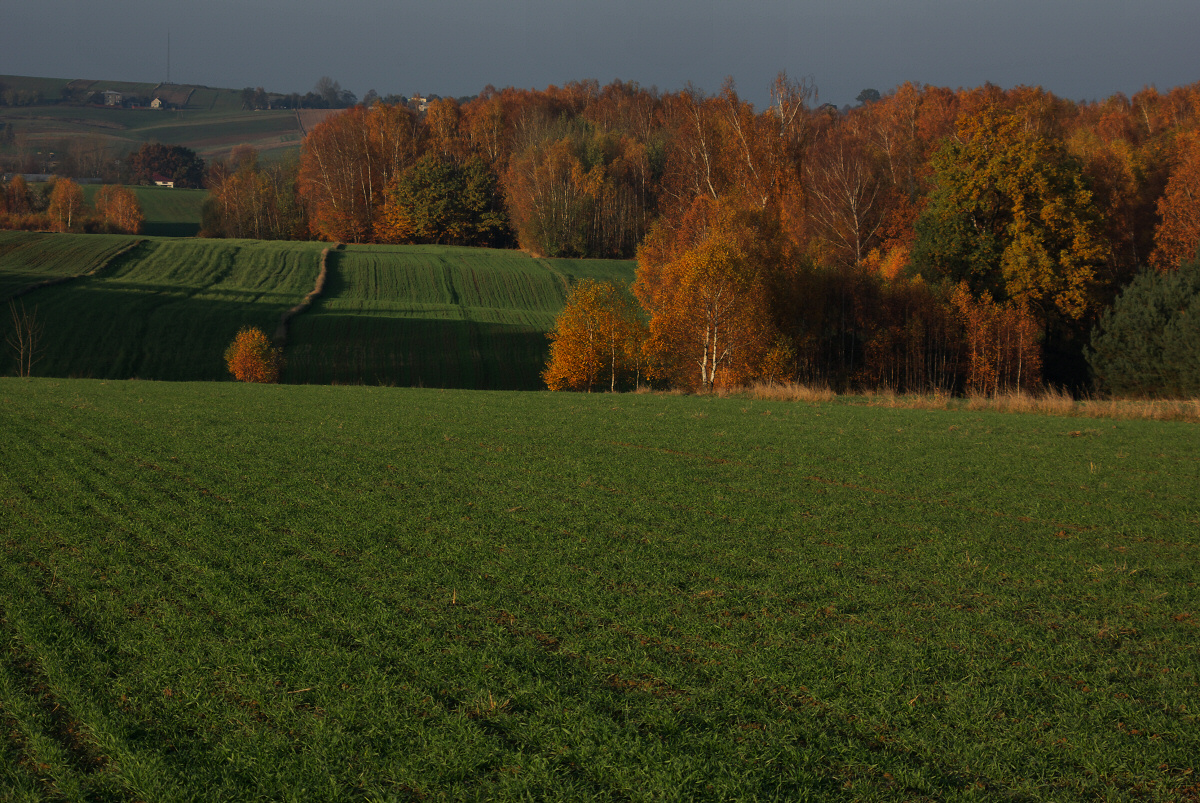 Tomiszowice