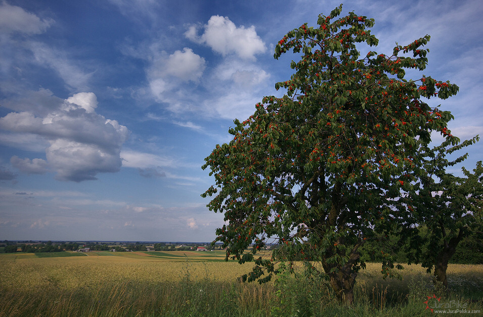 Irządze Kol. Wiśnie