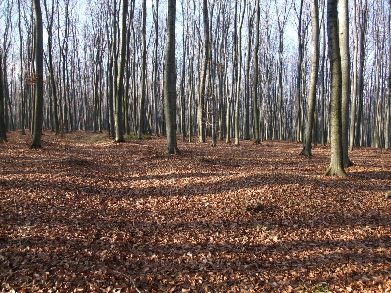 Las Bukowiec, Giebło