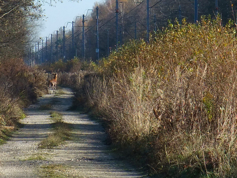 Rów Białki Zdowskiej