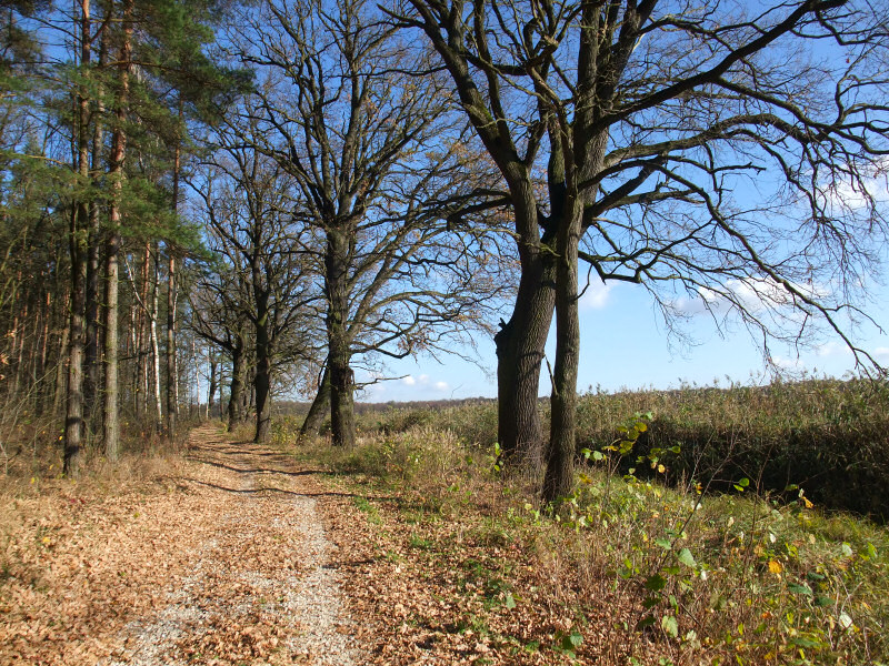 Szczekociny