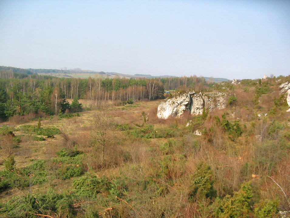 Wycinka na skaach Grzdy Mirowskiej