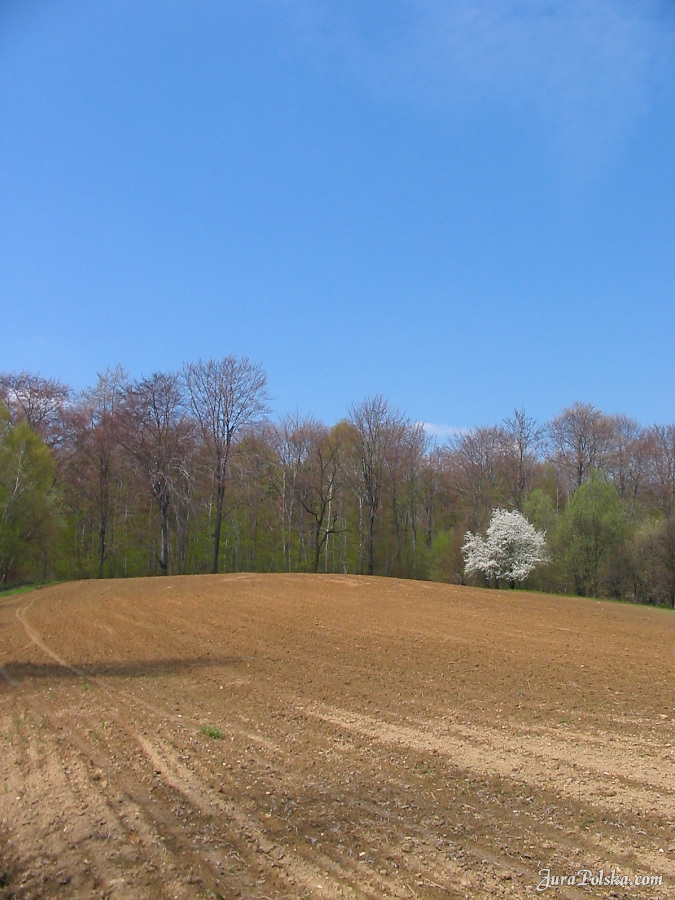 Kolonia Dobra