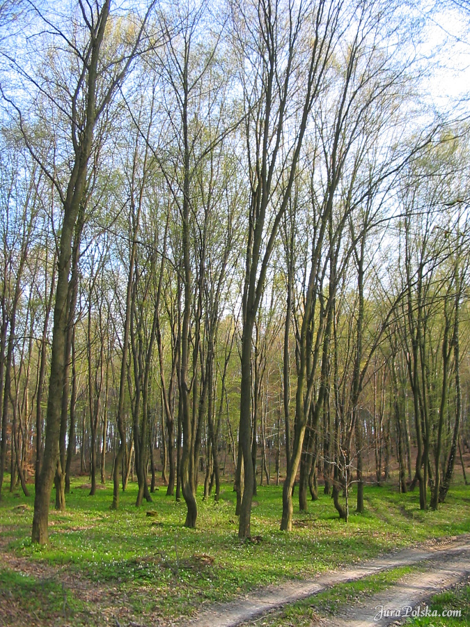 Kolonia Dobra