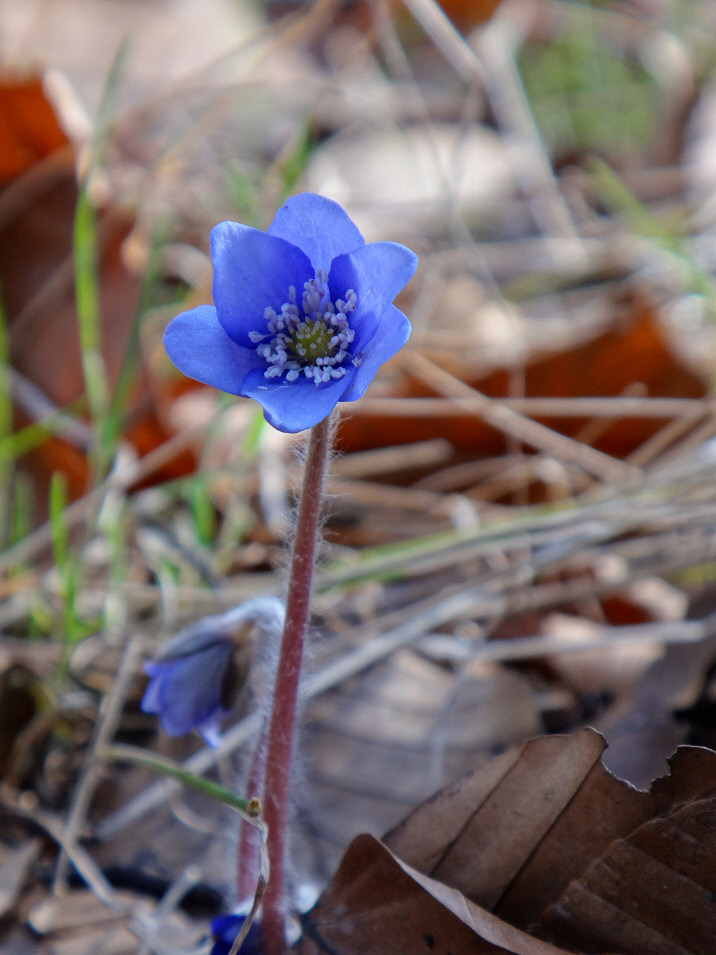 Rudnica