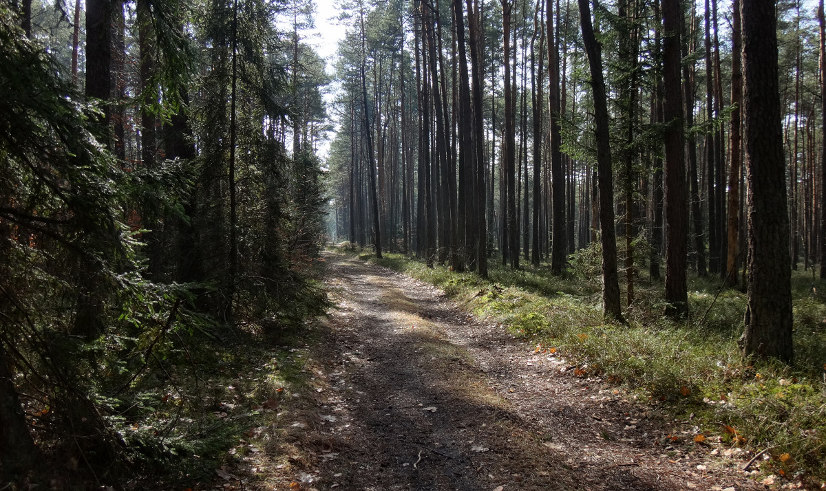 Dolina Czarnej Przemszy