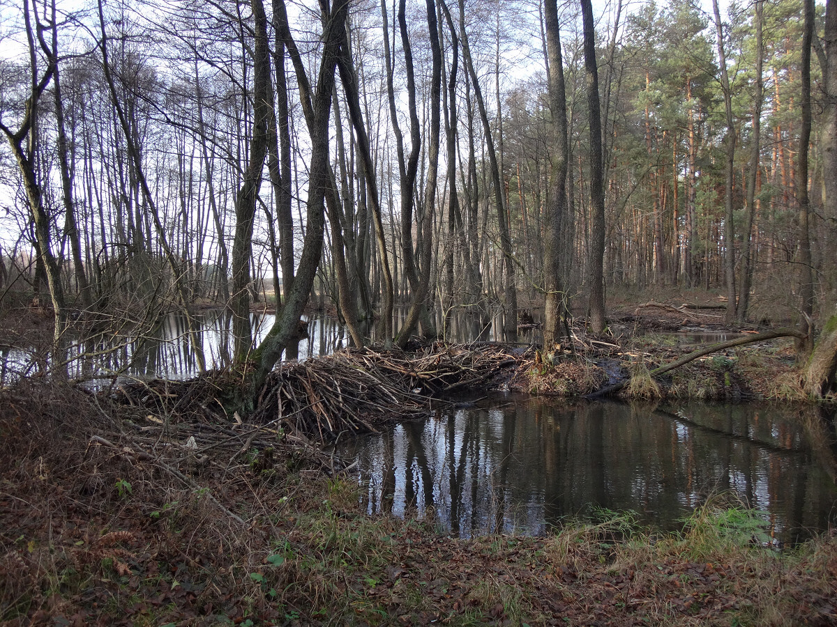 okolice Kostkowic