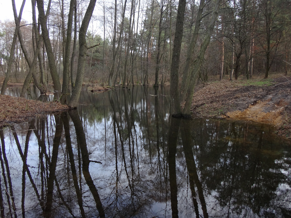 okolice Kostkowic