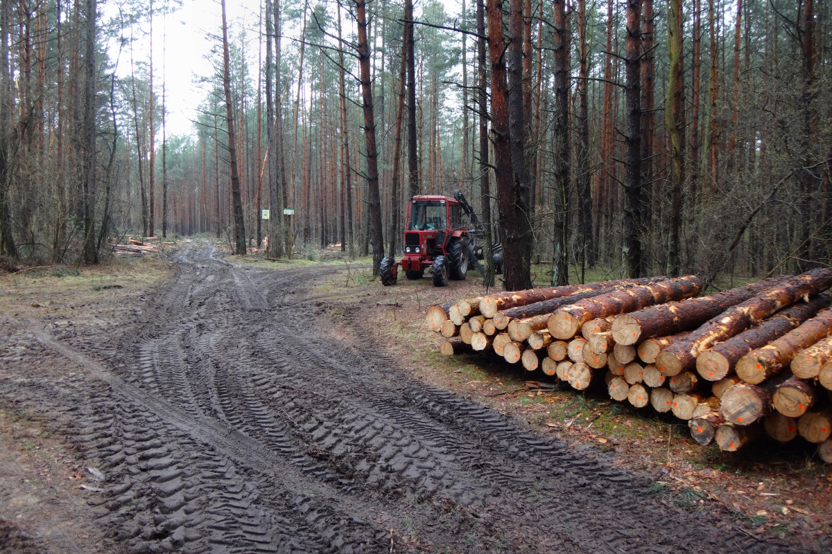 W widach Budzisk i Parkoszowickiego Potoku