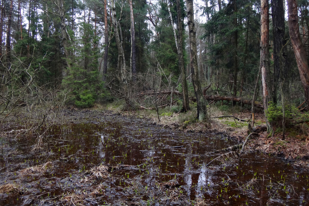 W widach Budzisk i Parkoszowickiego Potoku