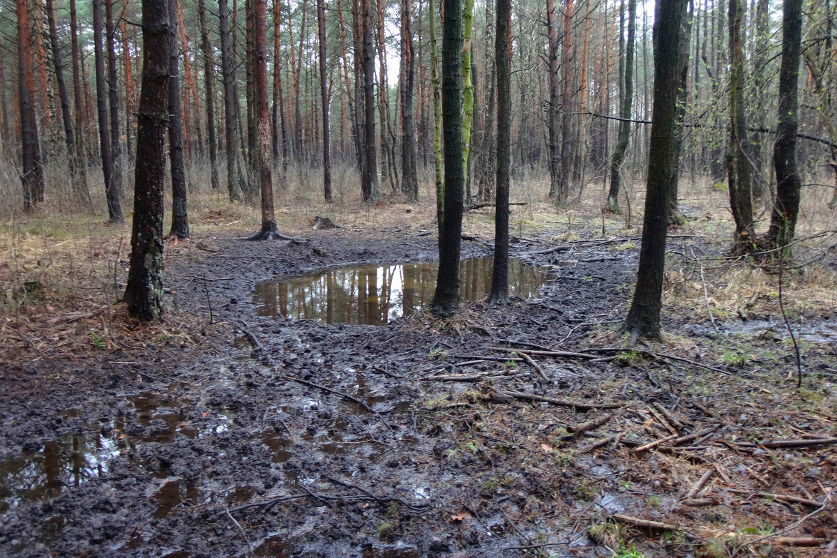 W widach Budzisk i Parkoszowickiego Potoku