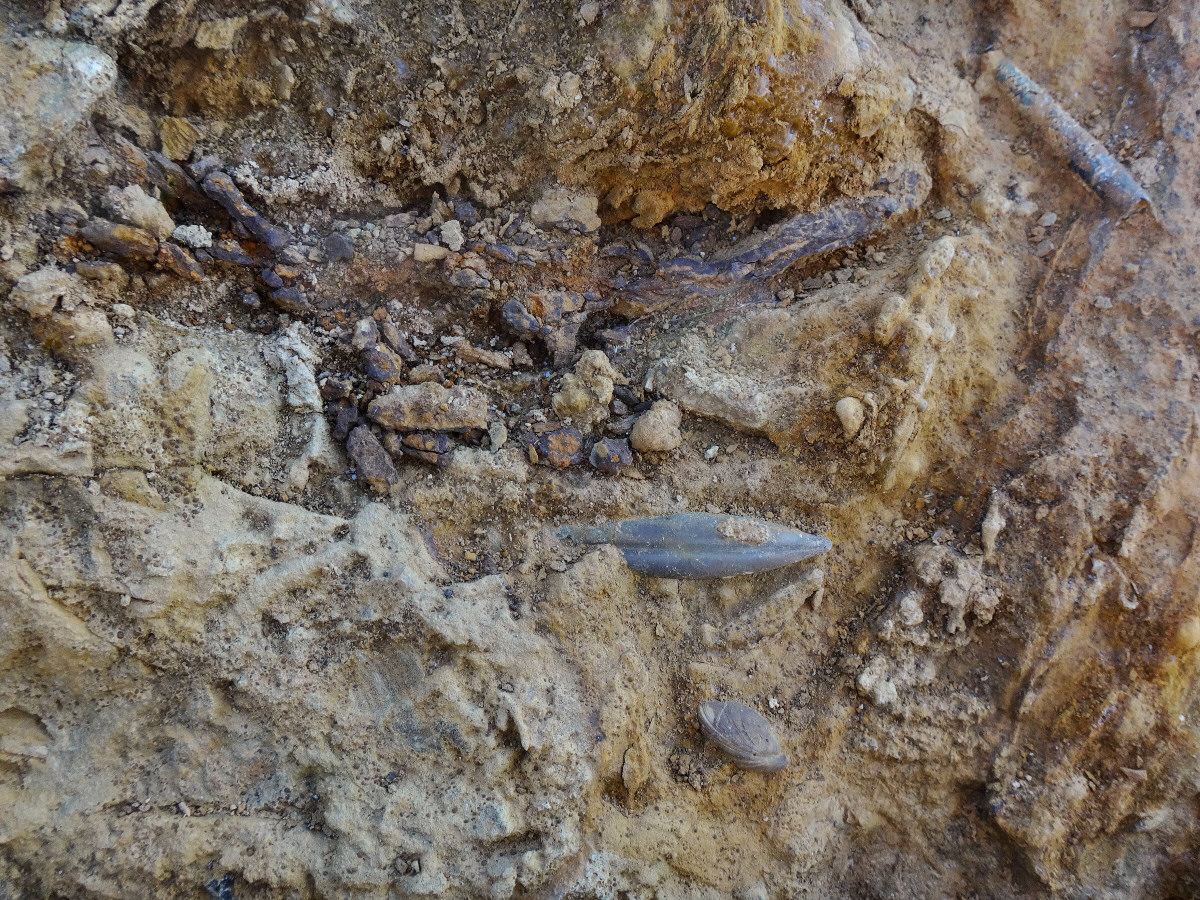 skamieniałości keloweju