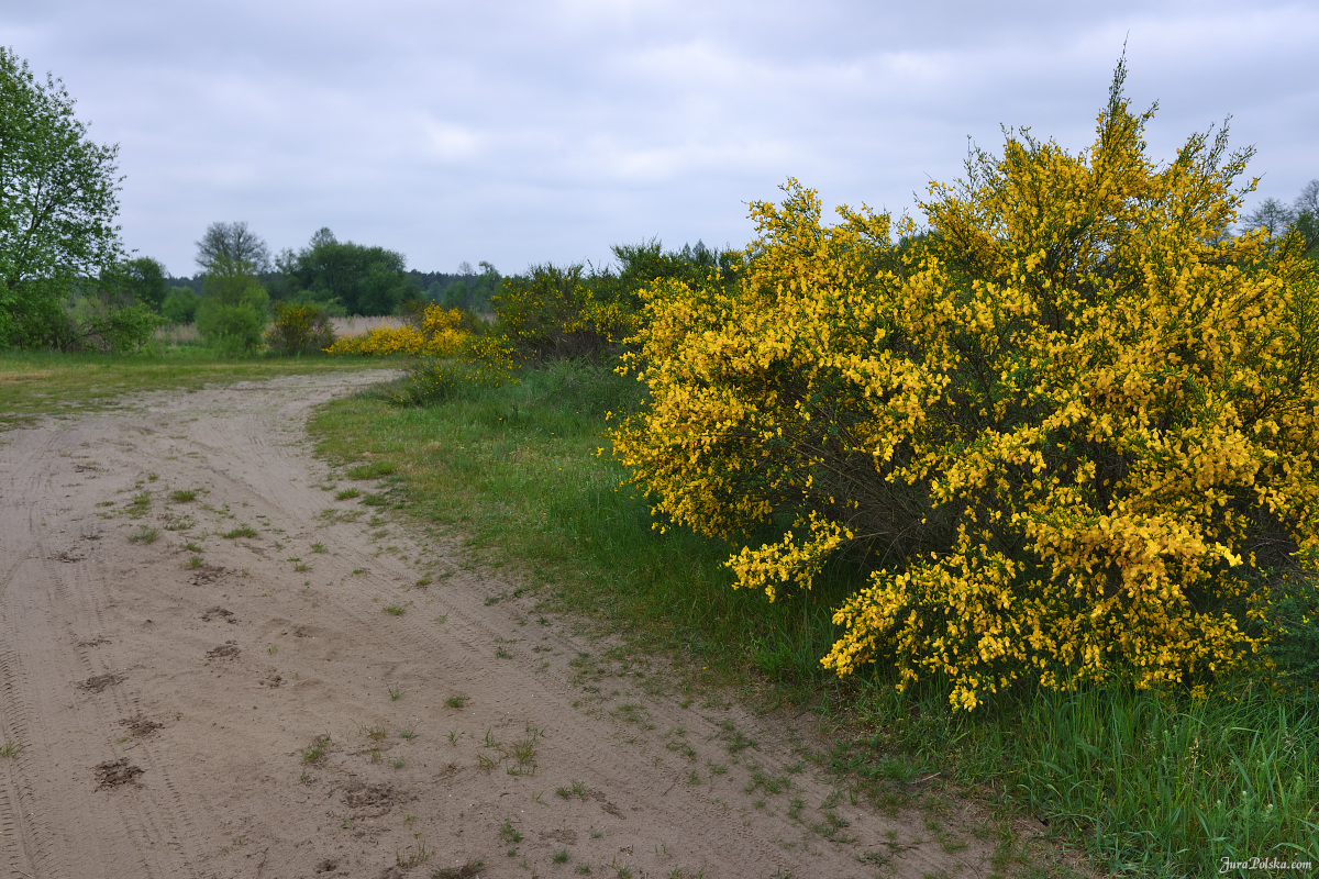 KajakiemPoPilicy.pl - spywy Liswart / Wart 2023r.