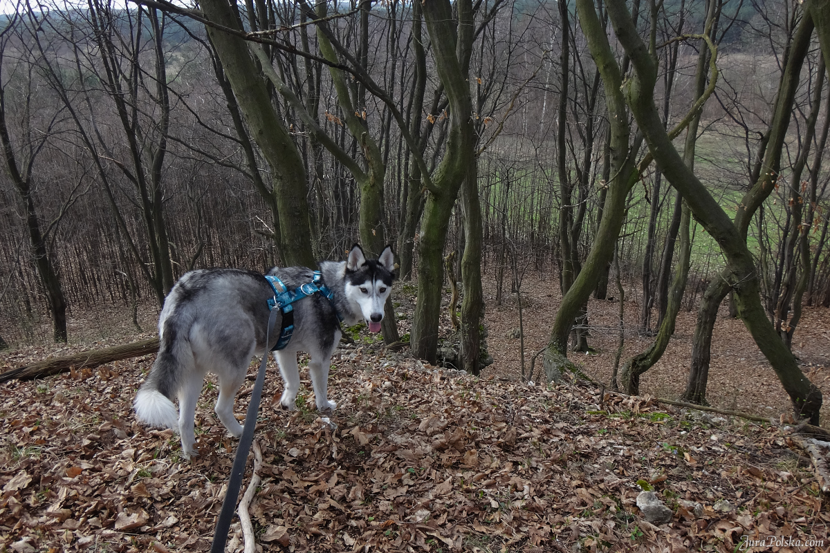 Babia Gra, Jaroszw, Suliszowice