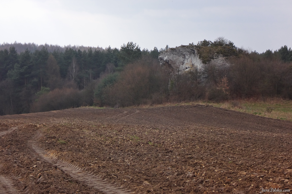 Babia Gra, Jaroszw, Suliszowice