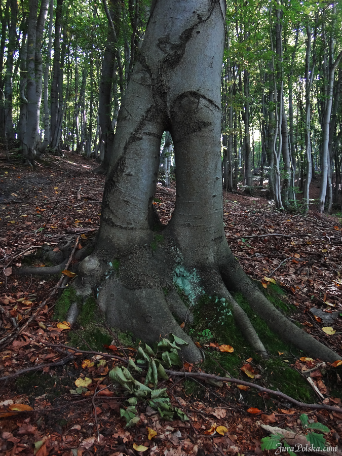 Dolina pod Cieplicami