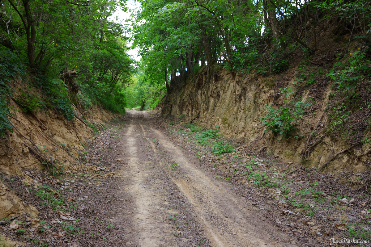 Dziewięczyce