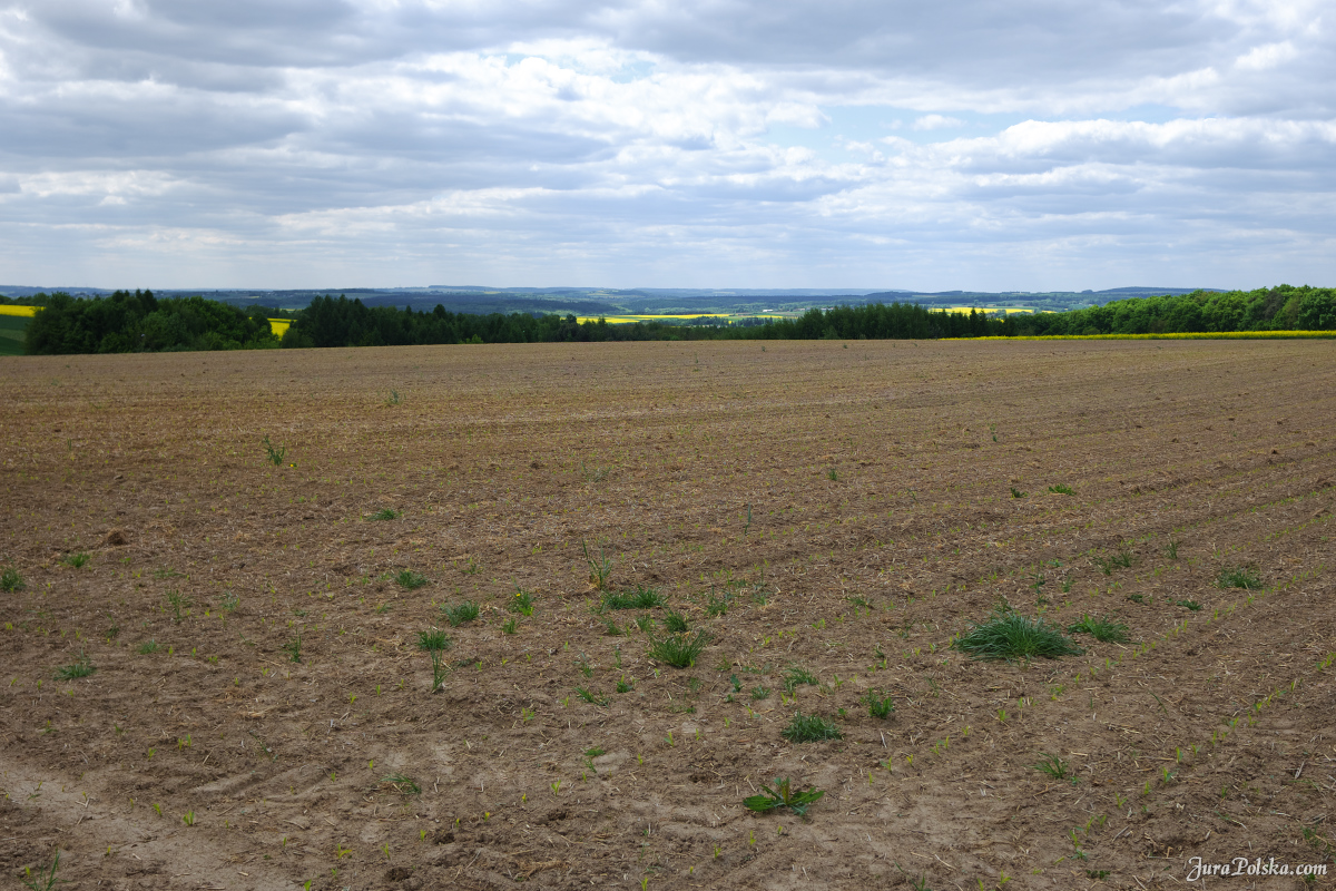 Przecławka
