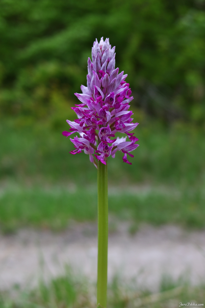 Przysieka