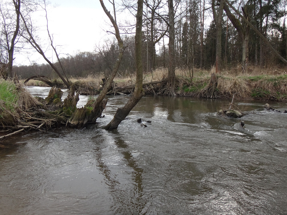 Wiosenny spływ kajakowy rzeką Pilicą, Szczekociny - Przyłęk