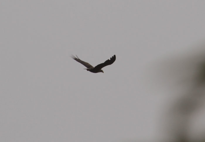 IMG_6770.jpg