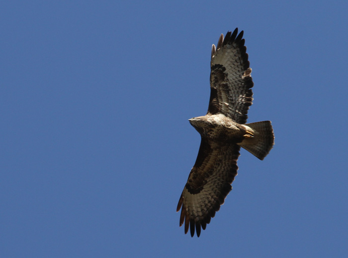 IMG_7893.jpg