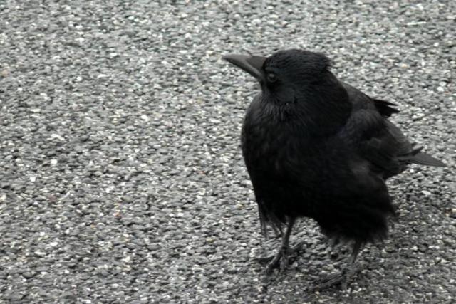 P109.JPG