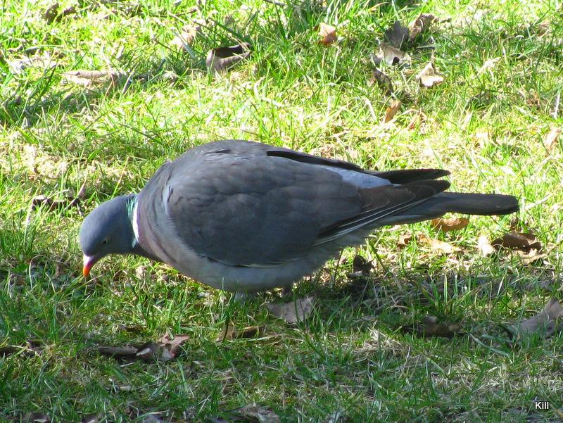 IMG_6073.jpg