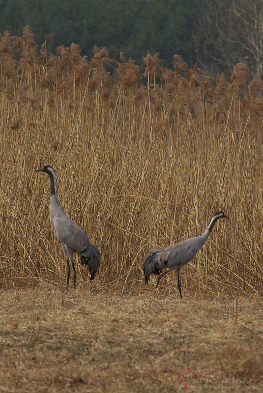 zurawie310311_1.jpg