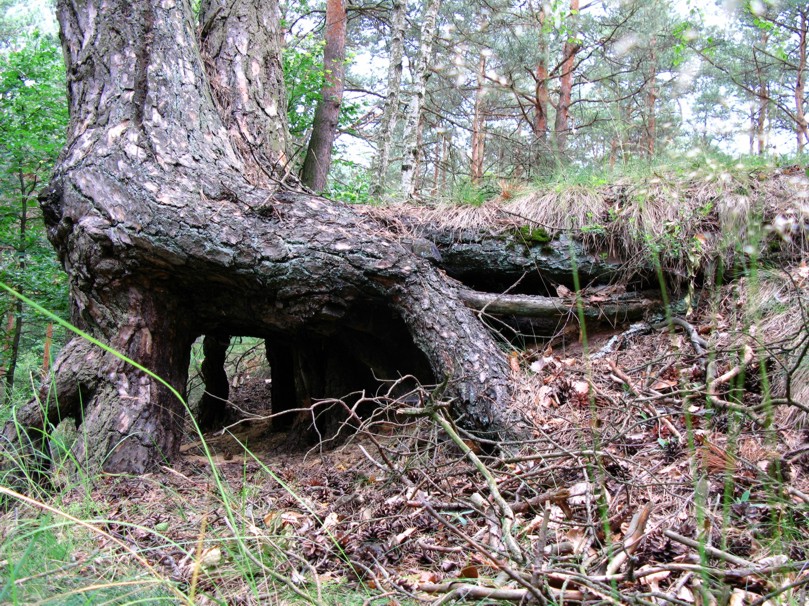 Wyłogi (3).JPG