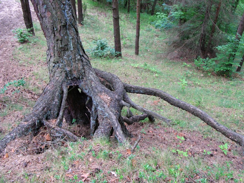 Wyłogi (1).JPG