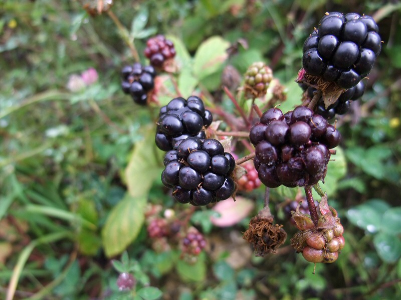DSCF2247.jpg