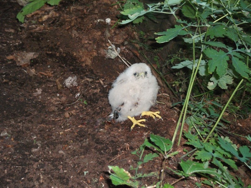DSCF1865.jpg